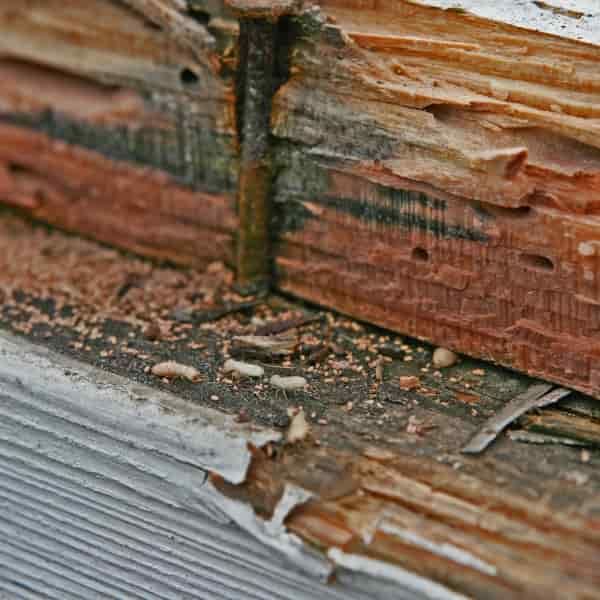 Wood sill plate damaged by termites